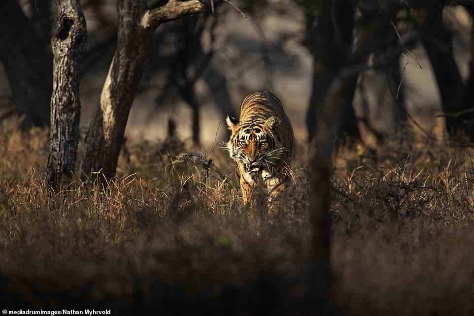 Pictured is 'Territorial Tiger', taken by Nathan Myhrvold, at Ranthambore National Park in India
