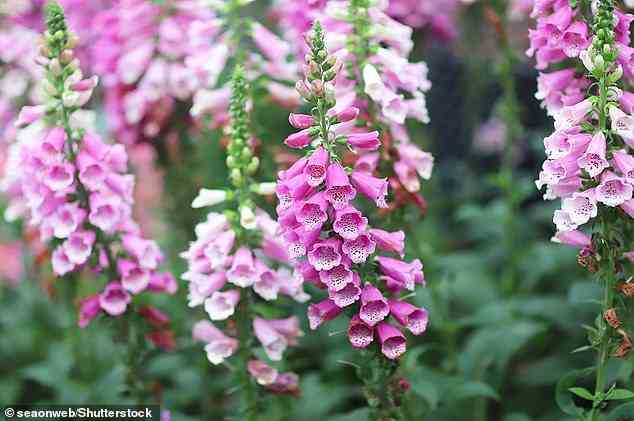 DANGEROUS: Common foxglove is best recognised by its striking array of pinky-purple or white bell-like flowers on tall stems