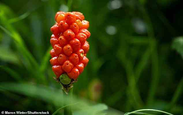 Pictured are the dangerous red berries of lords and ladies, which grow from a stalk which originally emanated from the hood-like spathe of the flower