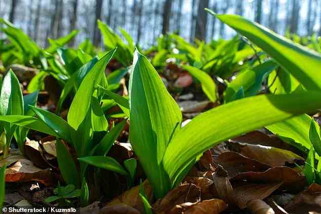 Ramsons, or wild garlic, coat the woodland floor in spring, especially in damp and shady woodlands