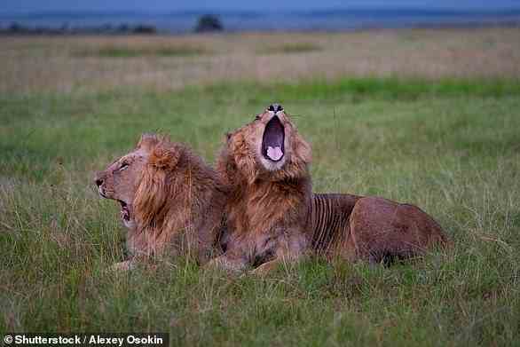Löwen können sich gegenseitig zum Gähnen bringen, genau wie Menschen.  Aber während sein angebliches „ansteckendes Gähnen“ bei Menschen ein Zeichen von Empathie ist, sagen Experten, dass es für Löwen eine Möglichkeit ist, Verhaltensweisen zu synchronisieren und ein geschlosseneres Rudel zu sein