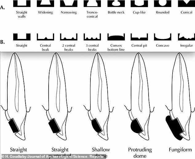 A: Taxonomie von acht generischen Bänden von Zahnlücken B: Taxonomie von acht generischen Bänden von Zahnlücken C: Fünf generische Oberflächenkonturen von eingebetteten Steinen