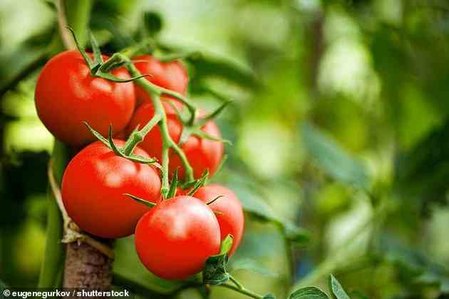 Tomatoes have been genetically engineered to produce more vitamin D that can help reduce vitamin deficiency (stock image)