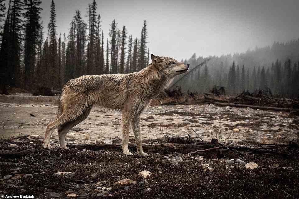 Budziak reveals that wolves are clever animals – and have an almost magical ability to disappear. He says: 'Wolves are so smart. When you see them and they see you, you can tell that the wheels are turning in their head. They're figuring out the situation. What first amazed me about wolves and their smaller cousins the coyote, was how when they don't want to be seen, they can just disappear. It really is like magic. You blink and they're gone.' The picture above was taken near Golden, British Columbia