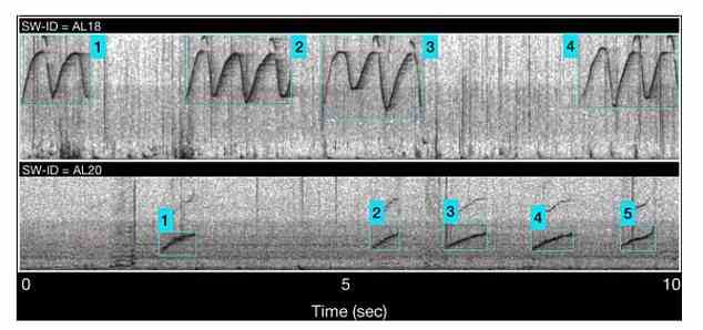 Spektrogramme oder Bilder von Geräuschen, die die Frequenzmodulationsmuster von zwei charakteristischen Pfeifen (AL18 und AL20) zeigen