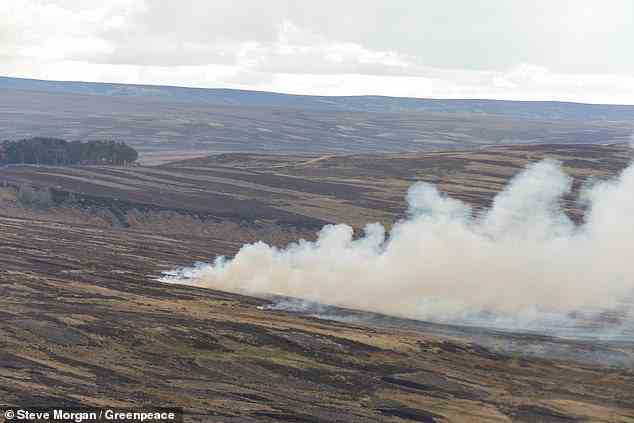 Greenpeace identified 251 peatland fires over the past eight months, and 51 of those took place in nature sites covered by the ban according to government maps, and without a license.