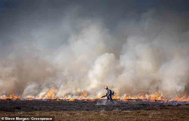 Heather is set alight on peatlands in the North York Moors National Park for grouse-shooting