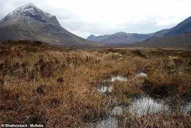 A peatbog on the Isle of Skye in Scotland (stock image). Peatland wild plants support a range of butterflies, dragonflies and birds, including snipe and curlews, merlins and skylarks