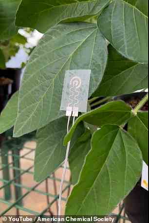 Wissenschaftler haben eine neue „Smartwatch für Pflanzen“ entwickelt, die den Wassergehalt in den Blättern überwacht und den Besitzer anpingt, wenn die Pflanze etwas zu trinken braucht