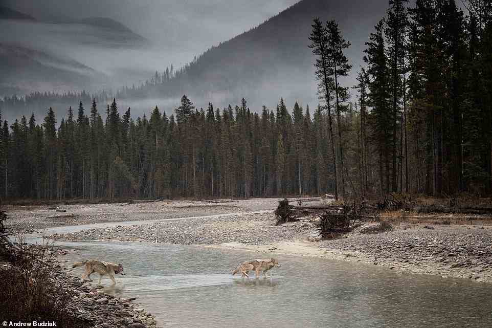 Andrew Budziak's photographs will make you feel like you've stepped into the Canadian wilderness. This mesmerising picture of wolves crossing a river was taken in an unfenced sanctuary near the town of Golden in British Columbia