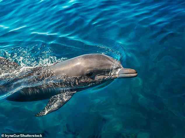 Laut der neuen Studie verwenden Delfine Geschmacks- und Signaturpfeifen, um sich gegenseitig zu identifizieren.  Dadurch können sie einen Geruchsmangel ausgleichen (Delfine haben keinen Riechkolben)
