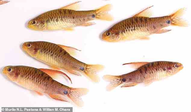 Die buntere der beiden Arten des neu beschriebenen Fisches, Poecilocharax callipterus.  Seine durchschnittliche Größe beträgt etwas mehr als einen Zoll