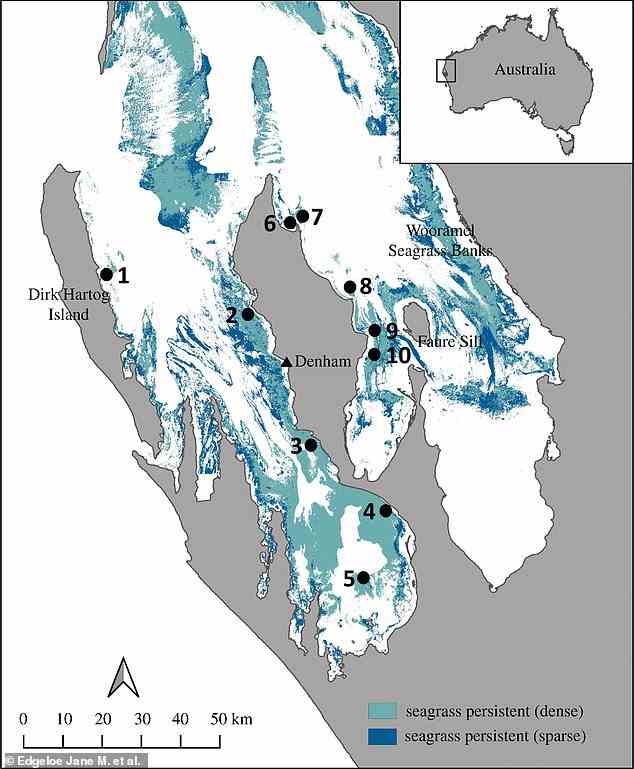 Karte von Shark Bay, Gathaagudu, Westaustralien, die die Verteilung von dichter und spärlicher Seegrasdecke im Jahr 2016 und Untersuchungspunkte zeigt (1 – Sandy Point, Dirk Hartog Island; 2 – Middle Bluff; 3 – Fowlers Camp; 4 – Nanga Bay; 5 - White Island; 6 - Herald Bight; 7 - Guischenault Point; 8 - Monkey Mia; 9 - Dubaut Point; 10 - Faure Sill)