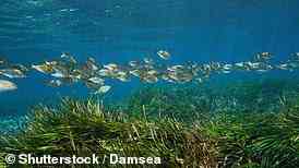 Seegras unterstützt Meereslebewesen wie Dugongs, Schildkröten und Delfine sowie Tausende von Fischarten (Archivbild)