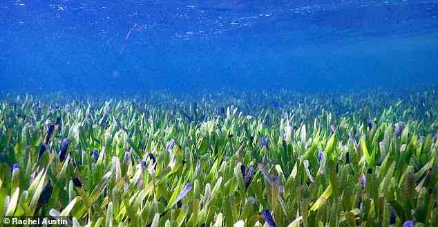 Es wurde lange angenommen, dass das Shark Bay Ribbon Weed eine Ansammlung genetisch unterschiedlicher Individuen ist, aber Tests haben heute gezeigt, dass es genetisch gesehen alles eine Einheit ist