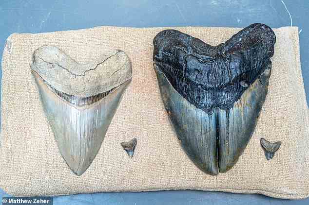 Der deformierte Zahn von O. megalodon (rechts) und ein normaler Zahn eines Bullenhais (Carcharhinus leucas) (links)
