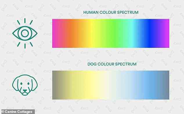Hunde können nur Gelb und Blau sehen und nicht das gesamte Farbspektrum, das Menschen sehen können.  Sie sehen dunkelbraun statt rot, beige statt grün und blau statt lila.