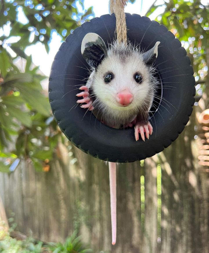 "Crouton das Opossum, das noch nicht ganz bereit ist, wild zu sein, bekommt viel Spielzeit, um wertvolle Fähigkeiten zu erlernen, wenn es freigelassen wird." schreibt der Autor.