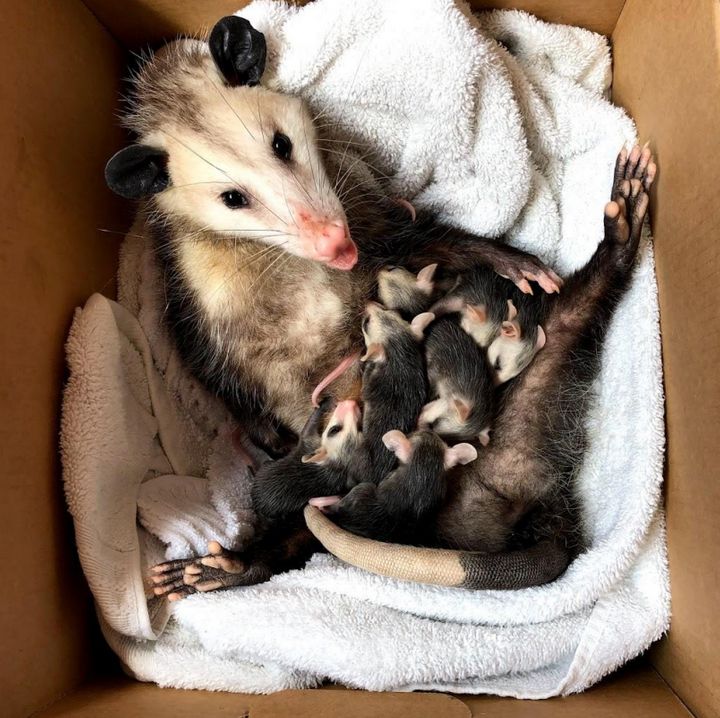 "Opossums sind großartige Eltern," schreibt der Autor. "Diese Mutter kam mit einer verletzten Schulter zu Sesame the Opossum Rescue.  Nachdem sie geheilt war, wurde sie mit ihren Babys entlassen, um das wilde und verrückte Leben zu führen, das sie verdient."