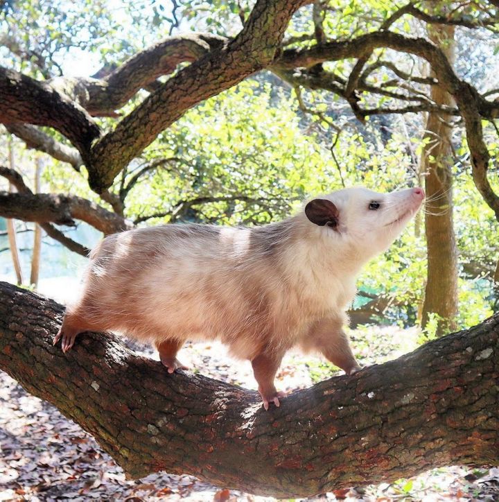 "Opossums klettern auf Bäume, fressen Müll und bleiben für sich." schreibt der Autor. "Was wäre besser!"