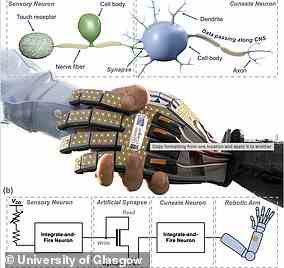 Die elektronische Haut verwendet ein neuartiges Verarbeitungssystem, das auf „synaptischen Transistoren basiert, die die Nervenbahnen des Gehirns nachahmen, um zu lernen“.