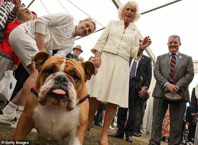 Camilla, Duchess of Cornwall met a Bulldog at The Dog Show during The Royal Cornwall Show at the Royal Cornwall Showground today