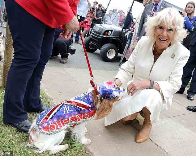 The Duchess of Cornwall met a dog wearing a 70th Anniversary Queen Jubilee jacket during the Royal Cornwall show at Whitecross near Wadebridge today