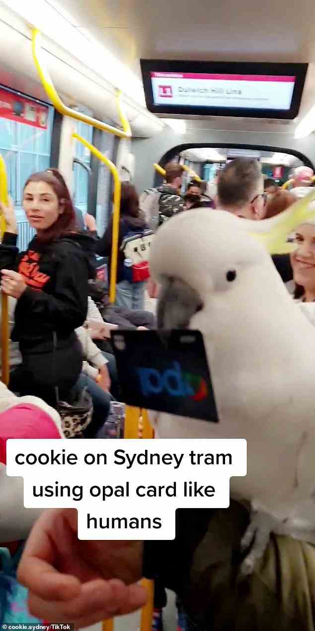 Cookie sitzt auf dem Arm seines Besitzers und hält eine Opalkarte im Schnabel, während er mit der Straßenbahn fährt, in einem anderen Video, das auf dem TikTok-Konto des Vogels gepostet wurde (im Bild).
