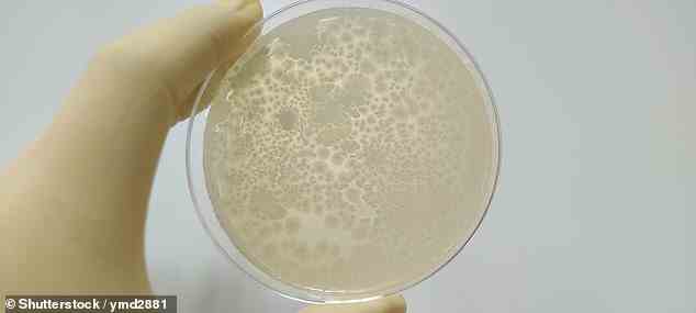 Es wurde berichtet, dass Bacillus subtilis-Stämme ribosomale Antibiotika produzieren (Archivbild)