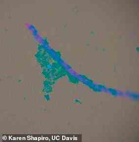 In Labortests fanden kalifornische Experten drei verschiedene Krankheitserreger, die an Oberflächen von Mikroplastik haften.  Abgebildet ist ein Stück Mikroplastik, das unter einem Mikroskop mit Biofilm (unscharfes Blau) und T. gondii (blauer Punkt) und Giardia (grüner Punkt) Krankheitserregern gezeigt wird