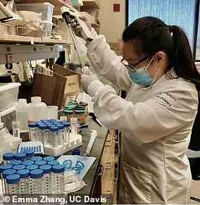 Emma Zhang, Erstautorin der Studie, die Mikroplastik und Krankheitserreger im Ozean verbindet, arbeitet im Labor der University of California, Davis.