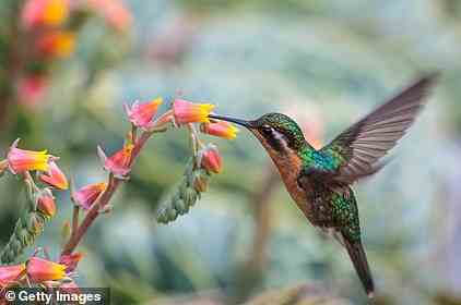 A purple-throated hummingbird in Costa Rica - the country is home to 50 different species of the bird