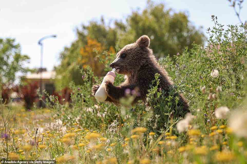Gassi gehen: Das Bärenjunge wird zu bestimmten Tageszeiten im Tierzentrum im Zentralgarten spazieren geführt