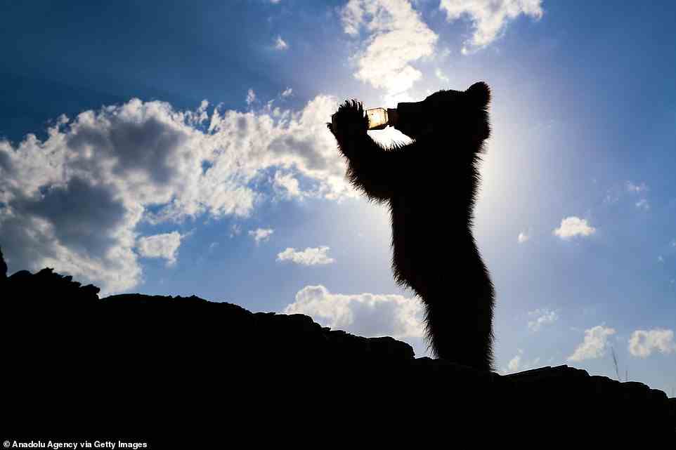 In der Sonne: Nach der Trennung von seiner Mutter in Hakkari brachten türkische Rettungskräfte das Bärenjunge am 19. April zur Behandlung nach Van, fütterten Hakvan alle drei Stunden und behielten ihn unter Aufsicht
