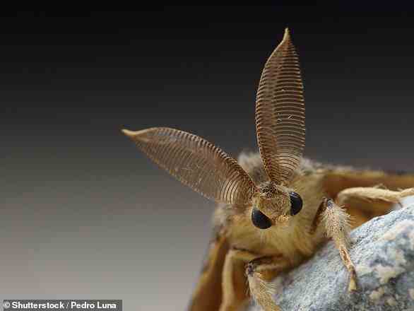 Britische Wissenschaftler entdeckten im Jahr 2020, dass die Schuppen auf den Mottenflügeln als Schalldämpfer fungieren und sie für ihr nachtaktives Raubtier praktisch unsichtbar machen