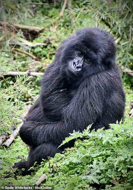 A 2016 census revealed there were around 600 gorillas in the Virunga Massif, a chain of volcanoes spanning the northern border of Rwanda, the DR Congo, and Uganda. Above is a gorilla striking a pose during Sadie's trek