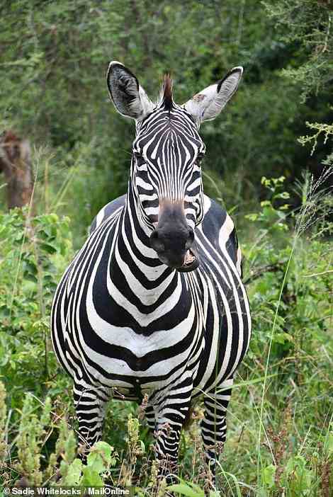 A zebra as captured by Sadie during her safari through Akagera