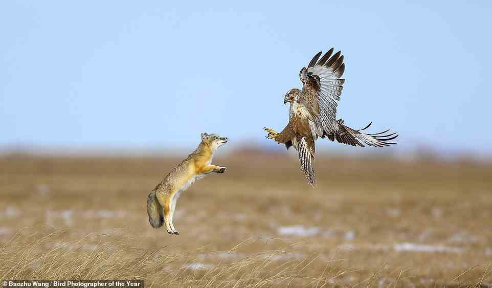 Showing a face-off between an upland buzzard and a corsac fox, this incredible photograph – a finalist in the Bird Behaviour category - was taken on the grasslands of the East Ujimqin Banner, an area in the northeast of Inner Mongolia. According to Chinese photographer Baozhu Wang, who was behind the lens, both the upland buzzard and the corsac fox are 'top predators in this grassy environment and share a diet that comprises mainly small rodents’. Wang explains: ‘Consequently, in terms of feeding they are rivals and are sometimes driven to fight each other over food. This kind of confrontation is usually for show and a battle of will that never ends up with life-and-death conflict.’ Wang also reveals what happened after the click of the shutter. ‘In this instance, the upland buzzard decided to relinquish its food and fly away,’ Wang explains
