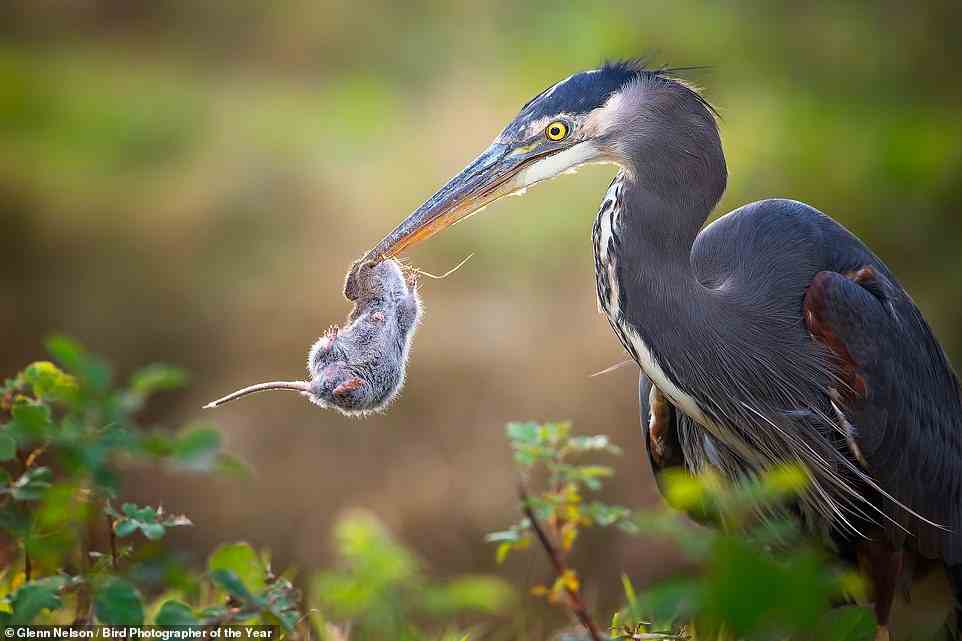 U.S photographer Glenn Nelson snared this jarring shot, which shows a great blue heron snatching up a vole from the ground in the Skagit Valley region in Washington State. Recalling the day he captured the photo, Nelson explains: ‘I’d spent a good portion of the year photographing great blue herons, which is the official bird of my home town, Seattle. I had just taken possession of a brand-new lens and wanted to try something different, so I pulled off the road to observe a heron in a field. Until that point, I had been photographing these birds exclusively in the vicinity of water. I was shocked when the bird pulled up a vole and I literally had to force myself to keep photographing.’ He adds: ‘Some will find this image too gruesome to look at, and the heron’s choice of prey will come as a surprise to many. It really should not: we humans devour other mammals, as well as birds, after all.’ The photograph is a contender in the Bird Behaviour category
