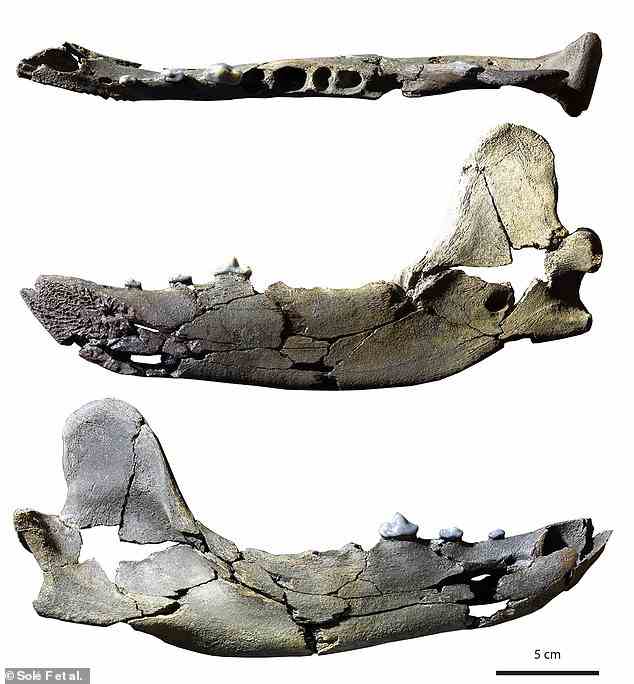 Ein versteinerter Unterkiefer eines Bärenhundes oder Amphicyoniden (abgebildet in okklusaler, lingualer und labialer Ansicht) wurde 1993 im Departement Pyrénées-Atlantiques in Frankreich ausgegraben. Der Maßstabsbalken beträgt 5 cm