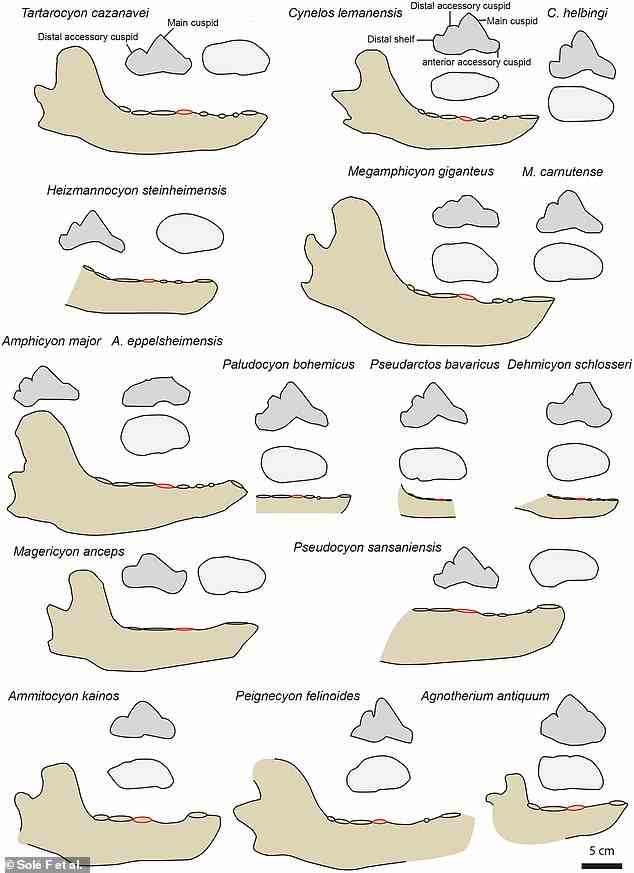 Vergleich des Unterkiefers und des vierten unteren Prämolaren für mehrere europäische Amphycioniden oder Bärenhunde.  Der rote Kreis zeigt die Prämolarenposition an.  Der Maßstabsbalken beträgt 5 cm für die Unterkiefer, aber die Prämolaren sind nicht maßstabsgetreu.  Oben links ist der Unterkiefer des Tartarocyon