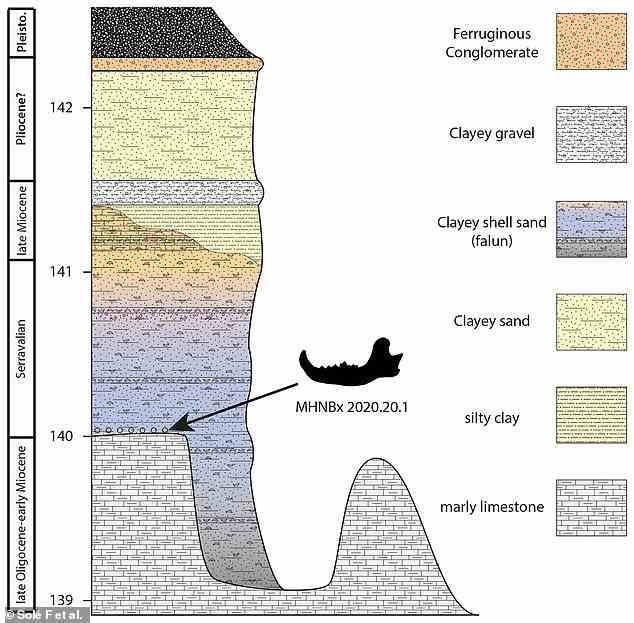 Lage des Tartarocyon-Kieferknochens im Sediment des Sallespisse-Aufschlusses, wo er entdeckt wurde.  Es wurde in Blauen Faluns von Orthez-Lagerstätten gefunden