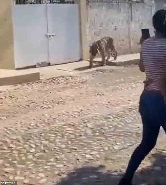 Ein Video des Vorfalls zeigt eine Frau, die sich hastig von dem männlichen Bengalen entfernt, während sie filmt, wie er am Dienstag einen Bürgersteig in Tecuala hinunterwandert, einer Stadt etwa 300 Meilen südwestlich von Sinaloa mit einer Bevölkerung von mehr als 40.000 Menschen