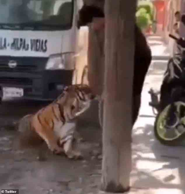 Ein Mann legt dem Tiger ein Seil um den Hals, nachdem er ihn vor einem Lastwagen neben einem Haus in Tecuela im Westen Mexikos sitzend gefunden hat