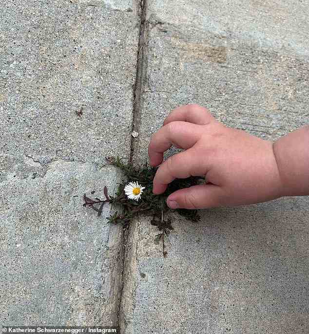 Anderes Kind: Ein Schnappschuss zeigte eine Kinderhand, die nach einer kleinen Blume griff, die zwischen Betonplatten wuchs, obwohl es aussah, als wäre es Katherines ältere Tochter Lyla, eine