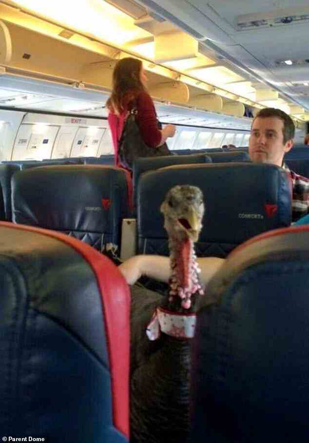 Holen Sie diese Henne aus diesem Flugzeug!  Ein Passagier hat sich in einen Truthahn geschlichen, der ihr Begleittier sein könnte