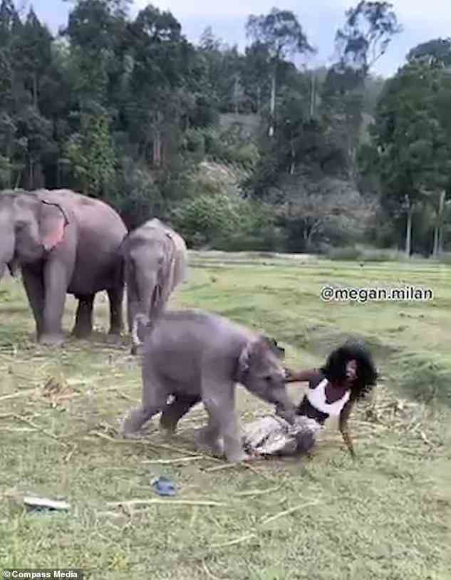 Trotz der praktischen Annäherung des Elefanten war Megan nicht um ihr Leben beunruhigt und lachte während des gesamten Vorfalls