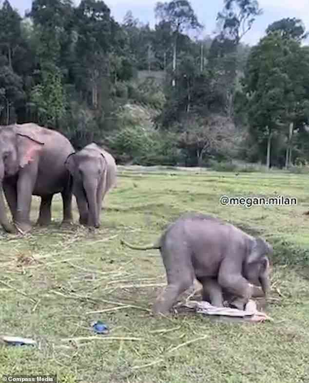 Die anderen Elefanten sahen zu, wie das drei Wochen alte Baby Model Megan spielerisch grob behandelte