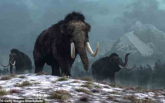 Es ist bekannt, dass wollige Mammuts den Yukon durchstreift haben, aber Untersuchungen im Jahr 2021 zeigen, dass sie das Gebiet erst vor 5.000 Jahren ihr Zuhause nannten.  Wissenschaftler 30.000 Jahre alte DNA vergangener Umgebungen im Permafrost, einschließlich der des wolligen Mammuts