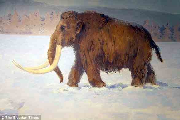 Das Wollmammut ist eines der am besten verstandenen prähistorischen Tiere, die der Wissenschaft bekannt sind, da ihre Überreste oft nicht versteinert, sondern eingefroren und konserviert sind (künstlerische Darstellung).